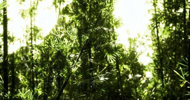 CGI Lush green bamboo forest under bright sunlight in the afternoon video