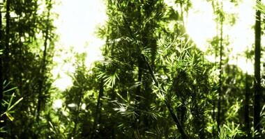 CGI Lush green bamboo forest under bright sunlight creating a serene atmosphere video