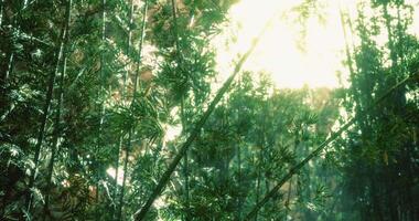 CGI Lush green bamboo forest with sunlight filtering through the leaves in nature video