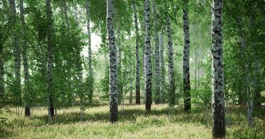 CGI Lush green forest with birch trees and tall grass under soft sunlight video