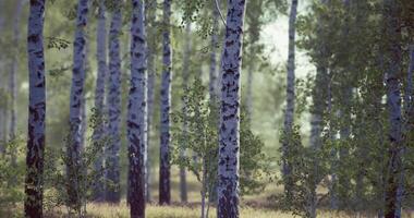CGI Peaceful birch trees standing tall in a serene forest setting video