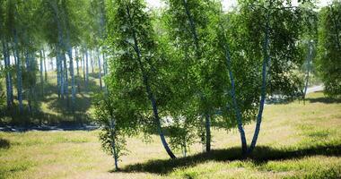 CGI Lush green birch trees in a tranquil meadow under bright sunlight video