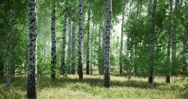CGI Lush green forest with birch trees and vibrant foliage in daylight hours video