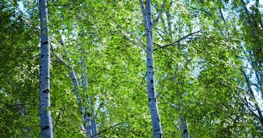 CGI Beautiful green leaves on birch trees under a clear sky during summer video