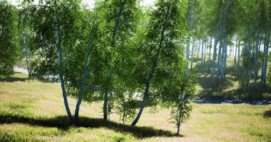 CGI Green trees stand in vibrant meadow with soft sunlight filtering through video