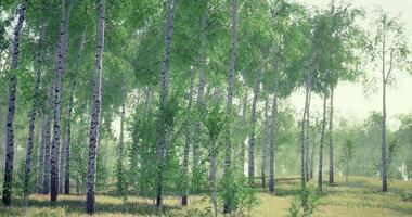 CGI Lush green forest showcasing birch trees during a misty morning video