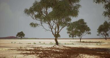 CGI Lone tree standing in vast arid landscape under soft cloudy sky video