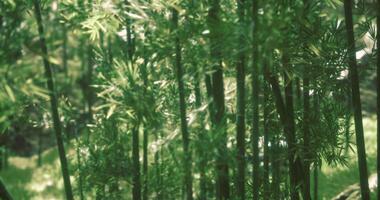 CGI Lush bamboo forest thriving in sunlight near a tranquil garden setting video