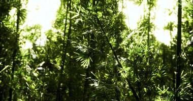 CGI Lush green bamboo forest with sunlight filtering through the canopy video