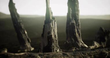 CGI Ancient tree stumps rise from the barren ground under a misty sky at dusk video