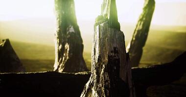 CGI Dried tree stump illuminated by sunlight in a serene landscape at dawn video