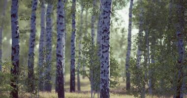 CGI Birch trees in a serene forest setting during the early morning light video
