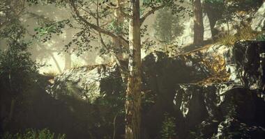 cgi solljus filter genom träd i en lugn skog miljö under sent eftermiddag video