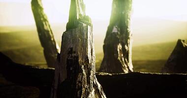 CGI Mystical landscape with weathered tree stumps in golden twilight glow video