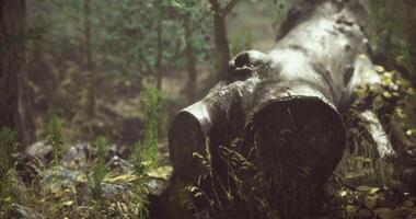 CGI Forest log resting among greenery in a tranquil natural setting video