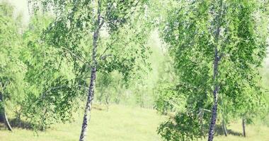 CGI Lush green birch trees in a sunlit meadow during early summer video