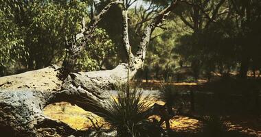 CGI Weathered tree trunk surrounded by lush greenery in a tranquil setting video