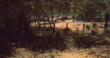 CGI Natural Australian Landscape with Dense Vegetation and Sparse Terrain video