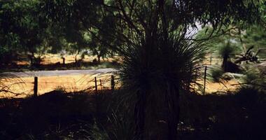 CGI Nature thrives near a quiet road in a remote Australia setting video