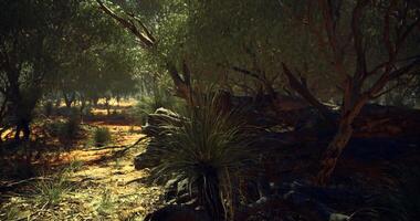 CGI Lush greenery in a serene forest during golden hour video