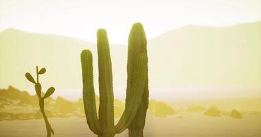 CGI Saguaro cacti silhouetted against a vibrant desert sunset video