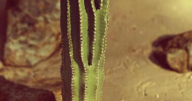 CGI Bright cactus standing resiliently in sandy desert surroundings under sunlight video