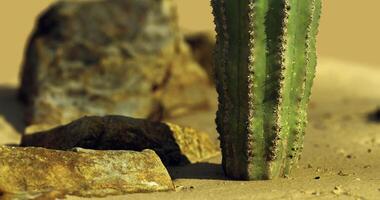 CGI Cactus stands tall among rocks in arid desert landscape during golden hour video