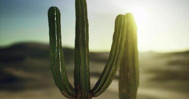 CGI Cacti thrive in sunny desert landscape near golden horizon video