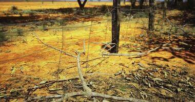 CGI Dry landscape with barren trees and orange earth under harsh sunlight video