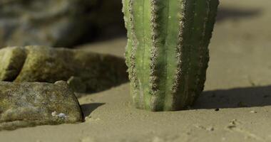 CGI Cactus standing on sandy ground surrounded by rocks in a desert setting video