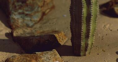 CGI Cactus growing among rocks in a desert landscape during the golden hour video