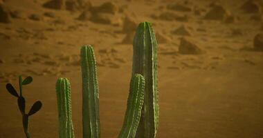 CGI Cacti thrive in desert environment under warm sun and clear sky video