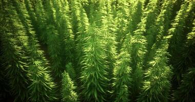 CGI Lush green cannabis plants growing in an organized field under bright sunlight video
