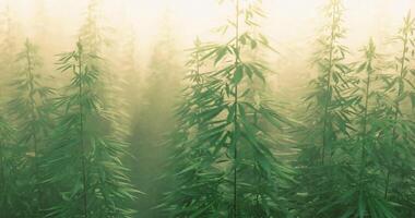 CGI Lush greenery of hemp plants growing in sunlit field during early morning video