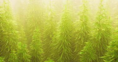 CGI Lush green underwater vegetation thriving in a tranquil aquatic environment video