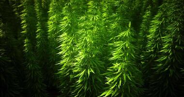 CGI Lush green plants thriving in a serene outdoor environment during daylight video