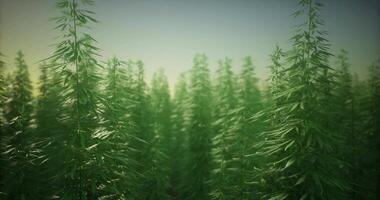 CGI Green field of tall plants under a soft light during early morning hours video