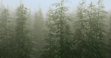 CGI Mist envelops tall green plants in a serene field at dawn video