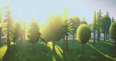 CGI Sunlight filters through vibrant green trees in a serene forest setting video