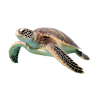 Realistic Sea Turtle Emerging with Detailed Shell and Flipper png