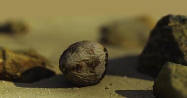 CGI Close view of a walnut among stones on a sandy surface in natural light video