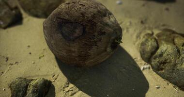 CGI Coconut resting on sandy beach near rocky shore with gentle waves video