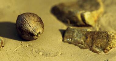 CGI Natural objects resting on sandy surface with subtle textures and tones video