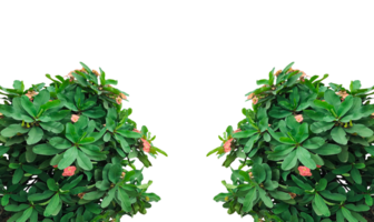two green plants frame with flowers on , Symmetrical Green Plant Isolated on Background, Green ivy leaves with red berries create a festive Christmas border on a background png