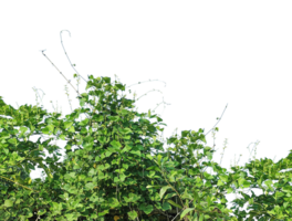 green ben plants on a background, green plants bush on a background, green leaves isolated on background, Fresh green tree leaves and foliage frame isolated on a background, png
