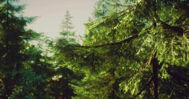 CGI Lush green forest canopy illuminated by soft sunlight during daytime video
