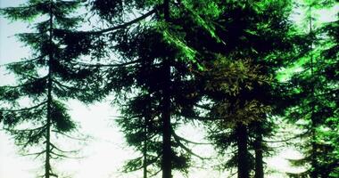 CGI Lush green trees reach for the sky in a serene forest landscape video