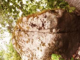 A large rock in the woods photo