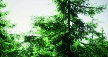 CGI Dense green forest with tall trees under bright sunlight in nature video