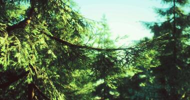 CGI Lush green pine branches swaying gently in the sunlight of a serene forest video